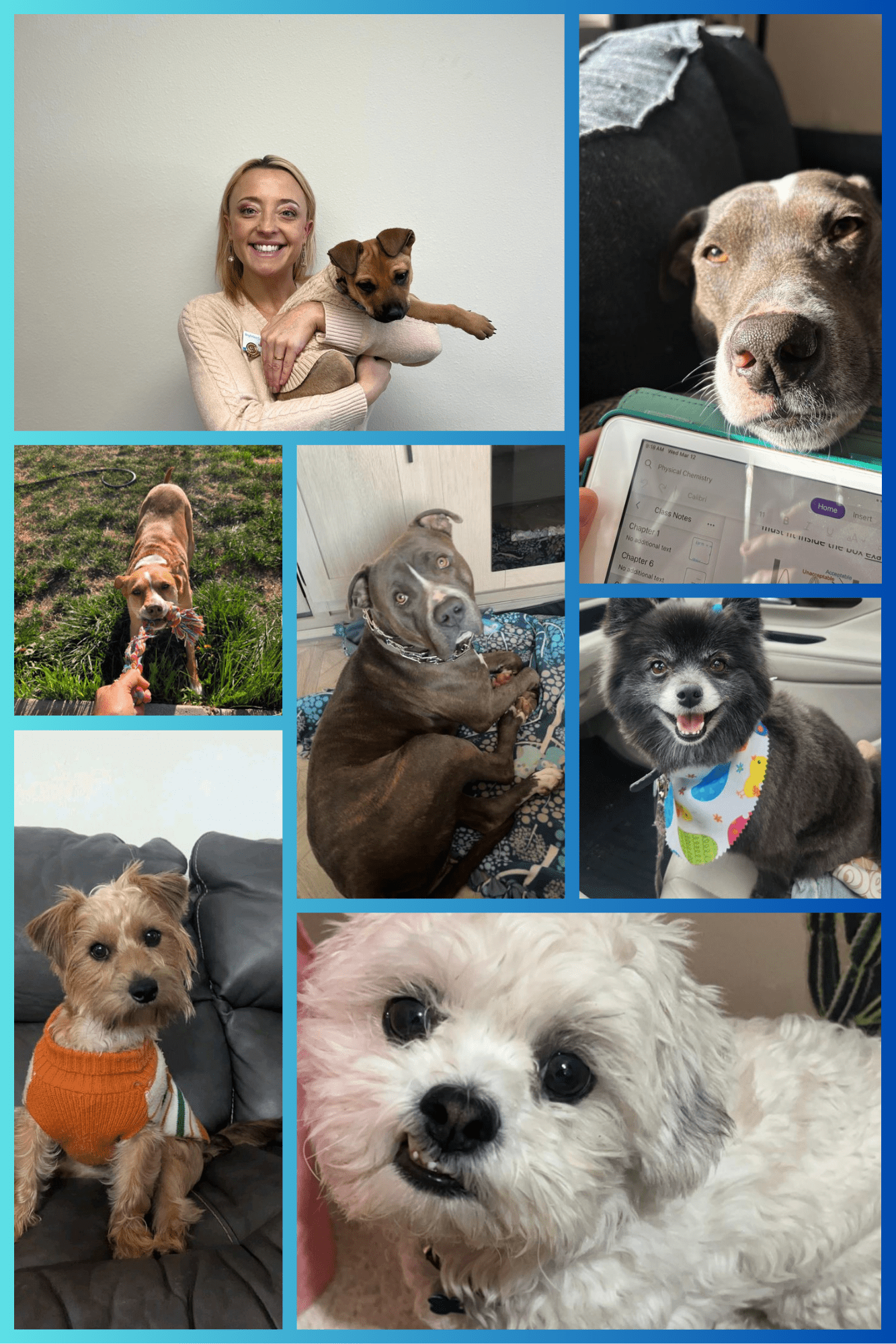 National-Rescue-Dog-Day-Shantay.png National-Rescue-Dog-Day-Shantay.png
