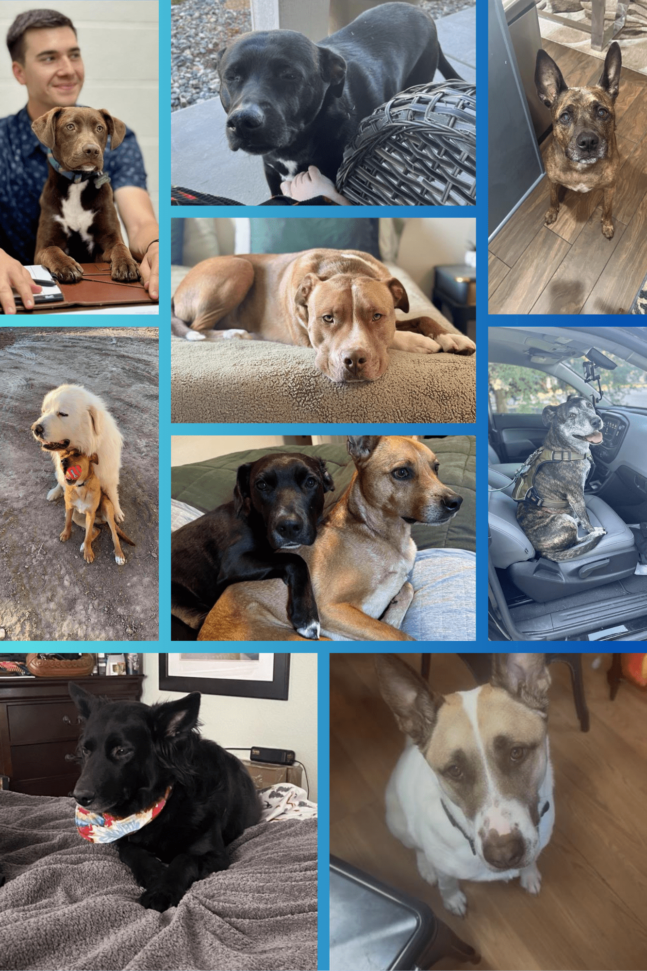 National-Rescue-Dog-Day-2-Christo.png National-Rescue-Dog-Day-2-Christo.png