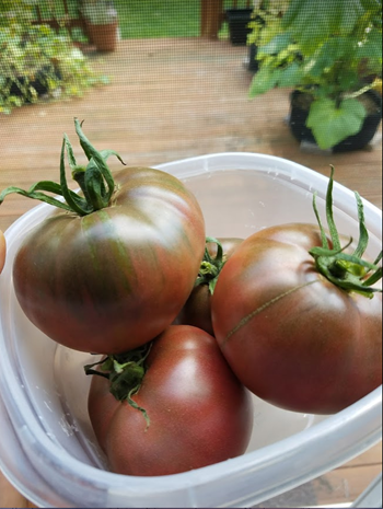 tomato3.png