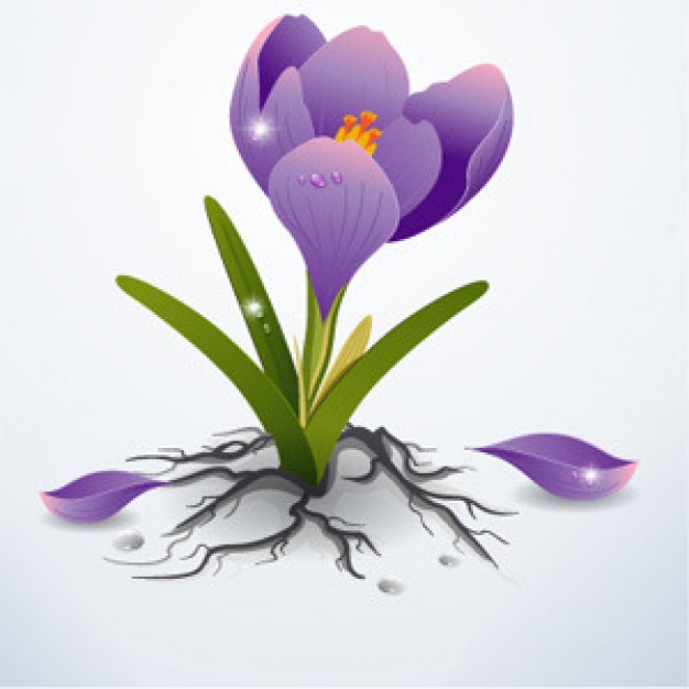 beautiful-purple-flower-on-white-background_98141