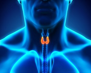 bigstock-Human-Thyroid-Gland-68943571-(1).jpg