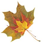 Fall-leaf-Fotosearch_k0130003.jpg Fall-leaf-Fotosearch_k0130003.jpg